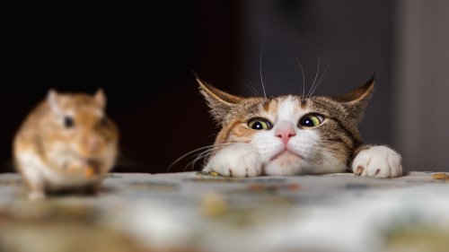 Why do cats bring home dead animals?