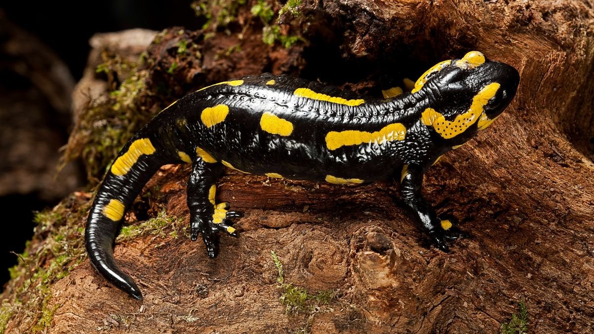 What's the difference between poison and venom?