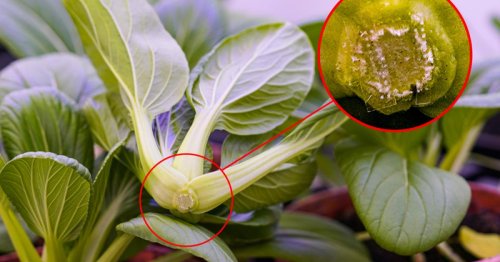 Mikronadeln halten Obst und Gemüse länger frisch