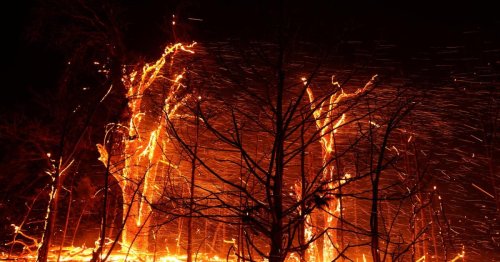 Google startet ersten Waldbrand-Satelliten