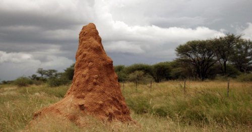 Termitenhügel als Vorbild für energiesparende Klimatisierung