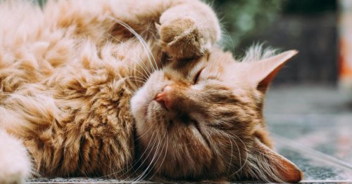 Fellnase gefällig? Darauf sollte man vor dem Katzenkauf achten