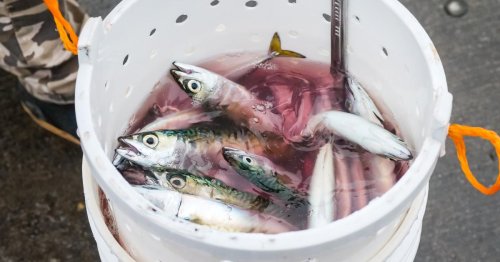 Fataler Fehler: 21.000 Fische in kalifornischem Forschungszentrum verendet
