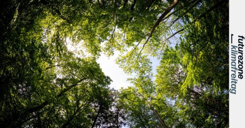 „Supertrees“: Mit genmanipulierten Bäumen gegen die Klimakrise