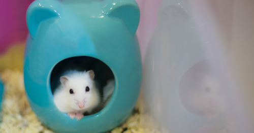Hamster handelt mit Kryptowährungen und macht 45 Prozent Rendite