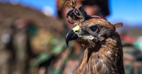 Armee-Vögel mit Billig-Kameras am Kopf werden zur Lachnummer