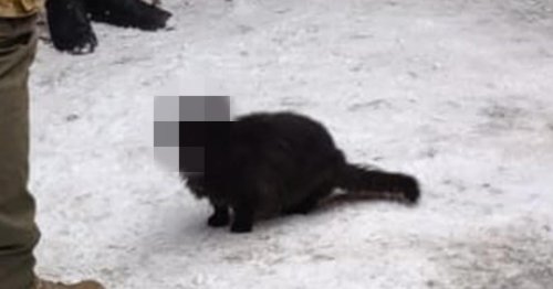 Ukrainischer Geheimdienst verpixelt Katze