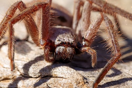 Überreste einer Mega-Kreatur entdeckt – "größte versteinerte Spinne in Australien"