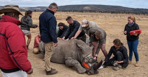 Scientists Implant Radioactive Material Into Horn of Living Rhinoceros to Poison Anyone Who Consumes It