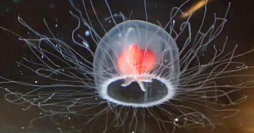 Scientists Say They Found the Genes That Makes Immortal Jellyfish Immortal