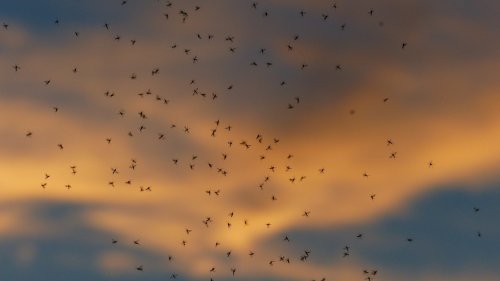 Scientists Say "Ecological Armageddon" is Imminent Due to Massive Insect Deaths