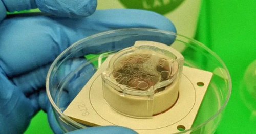 Video Shows Human Brain Cells In Dish Teaching Themselves To Play A 