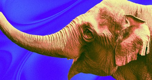 Elephant Escapes Circus, Thunders Through Montana City