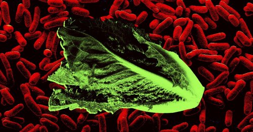 The Government Hid a Deadly E. Coli Outbreak