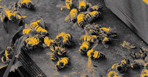 Bad News: Bees Are Dying At a Shocking Rate