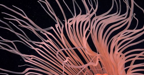 Iceberg Breaks Off Antarctica, Revealing Tentacled Creatures Beneath
