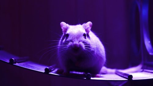 Blocking a Single Protein Makes Aging Mice Way Stronger and Healthier