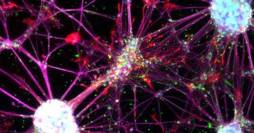 Neural Stem Cells Grown From Blood Could Revolutionize Medicine