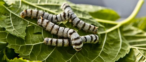 Graphene-Fed Silkworms Produce a Super-Strong Silk That Conducts Electricity
