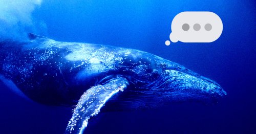 SETI Institute Claims They've Successfully Communicated With a Whale
