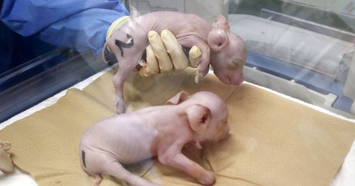 Startup Clones Three Piglets Gene-Hacked to Have Organs Transplanted Into Humans