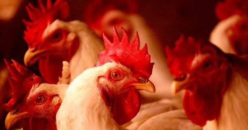 Scientists Say New AI Can Translate What Chickens Are Saying