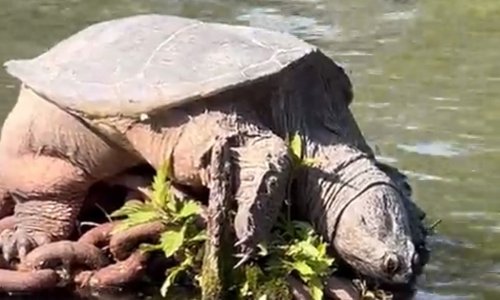 Hallelujah! The Mighty “Chonkasaurus” Turtle Has Been Spotted Again