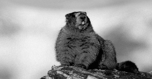 Instead of Predicting Length of Winter, Groundhog Simply Dies