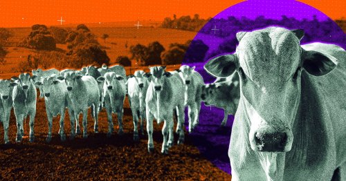 Brazilian "Supercows" Reportedly Close to Achieving World Domination