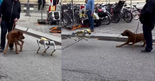 Real Dogs' Reaction to Robodogs is Terrifying