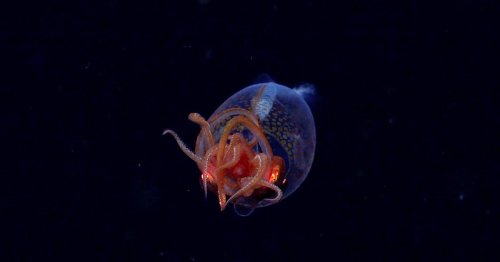Scientists Take First Ever Video of Colossal Squid in the Wild... With One Comical Issue