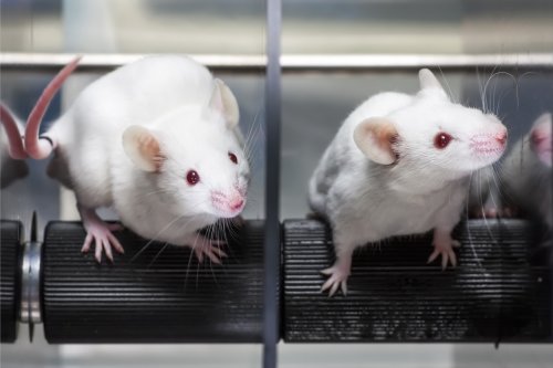 A Team Cured Diabetes in Mice Without Side Effects