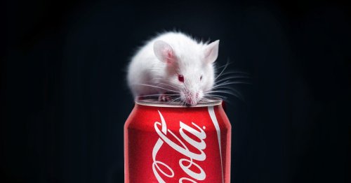 Scientists Fed Rats Sugary Soda for Two Months and They Got Demonstrably Stupider