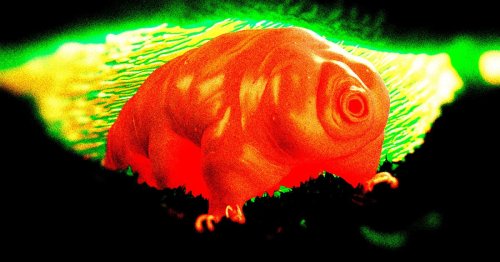 Scientists Propose Injecting Astronauts With Tardigrade RNA After Finding It Prevents Radiation Damage