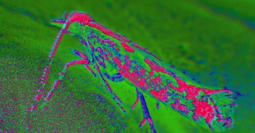 Scientists Release Genetically Engineered Moths for First Time