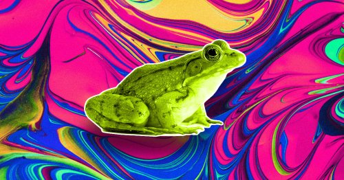 Something Weird is Happening to the Frogs at Chernobyl