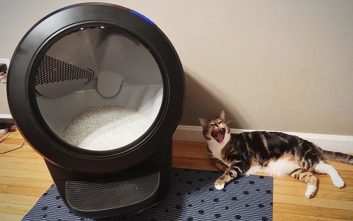 The Litter-Robot 4 Is The Rolls-Royce of Cat Litter Boxes