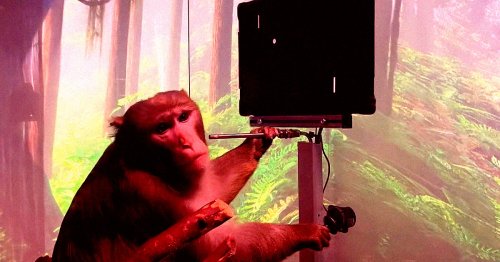Terrible Things Happened to Monkeys After Getting Neuralink Implants, According to Veterinary Records