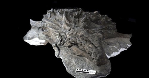 Scientists Found a Dinosaur's Face, Complete With Its Skin