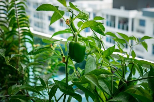 Cultivating Sustainability: 10 Innovative Urban Farming Designs for Modern Homes