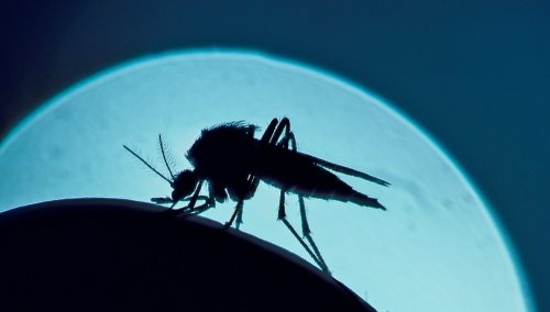 How will climate change affect mosquito disease transmission?