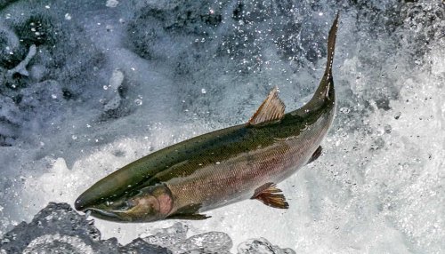 Pacific salmon are safer but hungrier in big groups