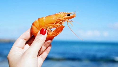 Shrimp shell nanoparticles make cement much, much stronger