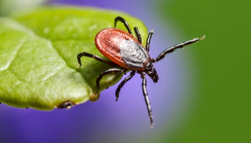 A protein may be key to stopping spread of tick-borne disease