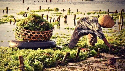 Is seaweed farming a fix for global hunger?