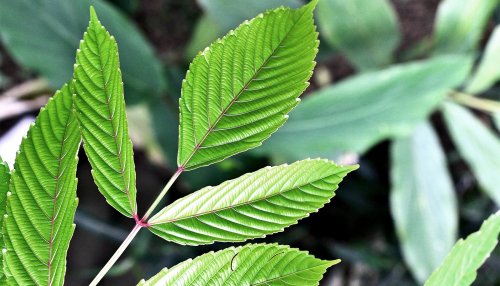 These medicinal plants put brakes on cancer growth