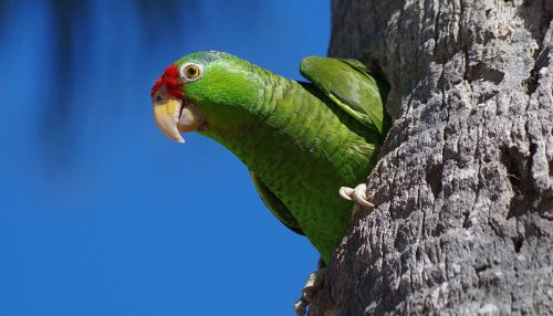 Endangered parrots thrive in S. Texas cities