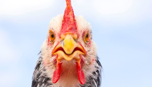 What’s the latest news on bird flu?