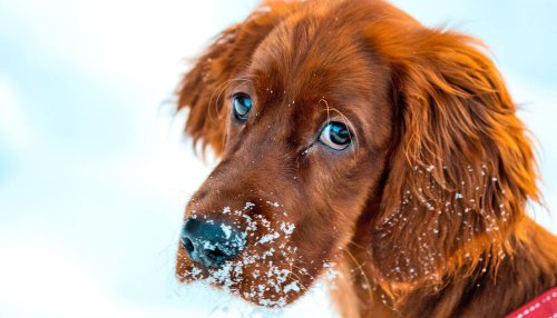 More dogs are diagnosed with diabetes in winter