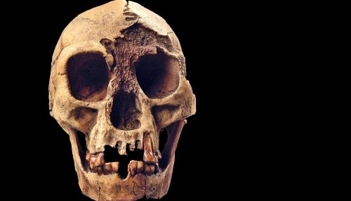 Skull simulation reveals how 'Hobbits' chomped on food - Futurity